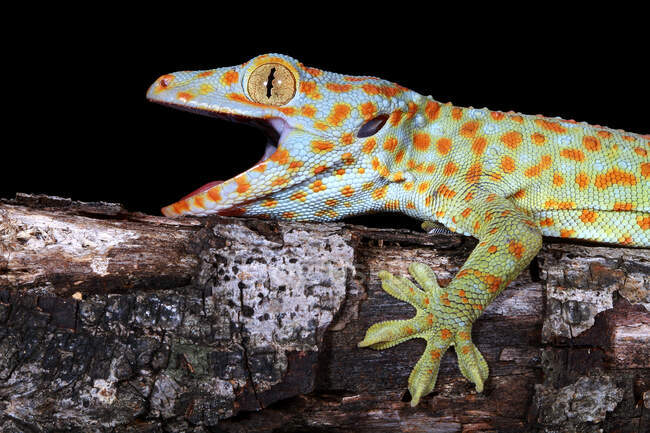 Primer plano de un Tokay gecko, Java Occidental, Indonesia - foto de stock
