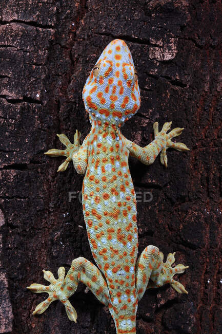 Vue aérienne d'un gecko Tokay, Java occidental, Indonésie — Photo de stock
