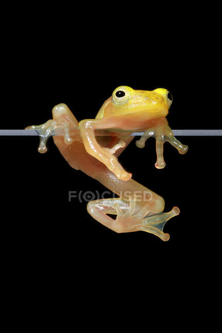 Золота деревна жаба на склі (Індонезія). — стокове фото