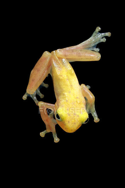 Overhead view of a Golden tree frog, Indonesia - foto de stock