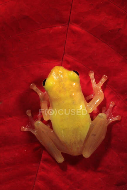 Golden tree frog on a red leaf, Indonesia — Stock Photo