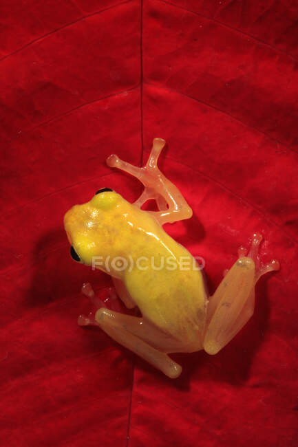 Goldener Laubfrosch auf einem roten Blatt, Indonesien — Stockfoto