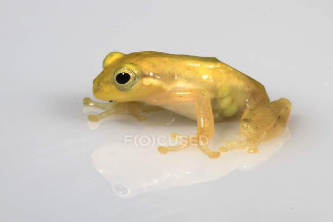 Goldener Laubfrosch auf einem Glasstück, Indonesien — Stockfoto