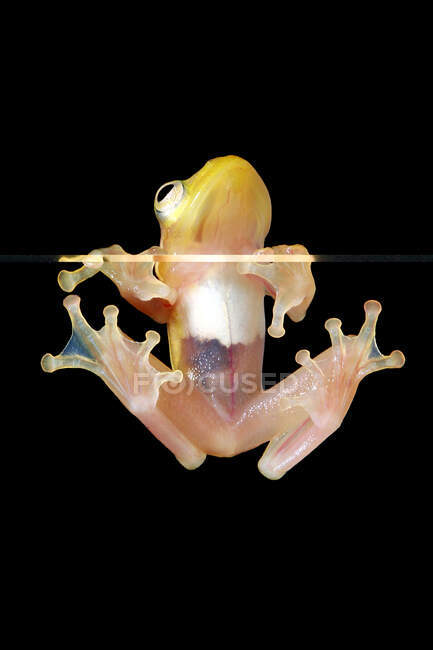Golden tree frog on a piece of glass, Indonesia — Stock Photo
