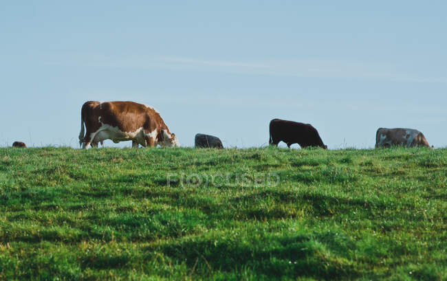 Una mandria di mucche al pascolo su una collina, Shropshire, Regno Unito — Foto stock