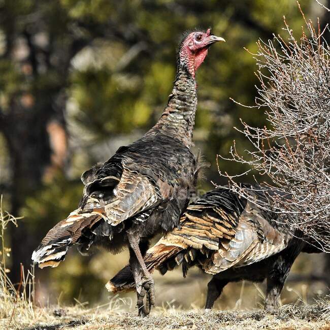 Wild Mountain Turchia, Colorado, Stati Uniti — Foto stock