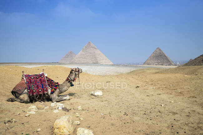 Верблюд відпочиває перед Великими пірамідами на плато Гіза поблизу Каїра (Єгипет). — стокове фото