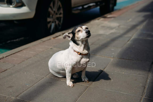 Dog sitting on pavement in the city, Bangkok, Thailand — Stock Photo