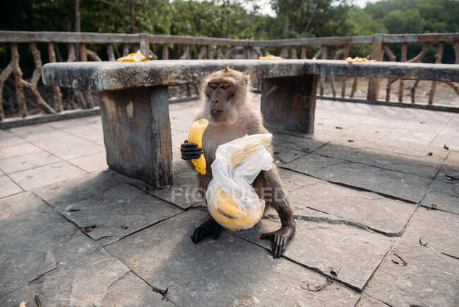 Nahaufnahme eines Affen, der eine Banane, Bangkok, Thailand isst — Stockfoto
