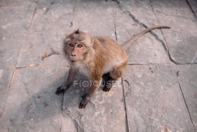 Retrato de un mono, Bangkok, Tailandia - foto de stock