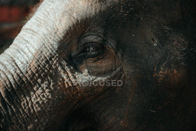 Close-up of an elephant's eye, Thailand — Foto stock