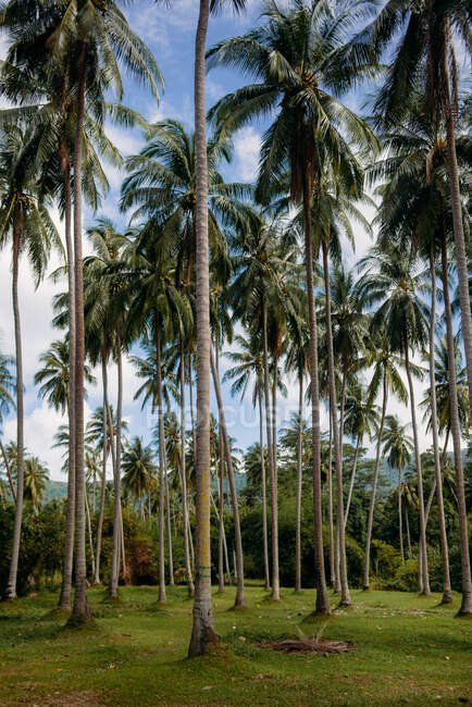 Пальмовые деревья, Ко Самуи, Таиланд — стоковое фото