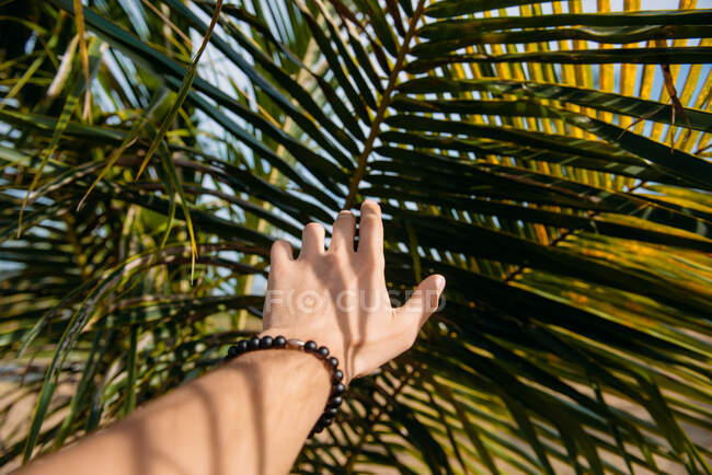 Man's hand touching a palm tree frond, Phuket, Thailand — Stock Photo