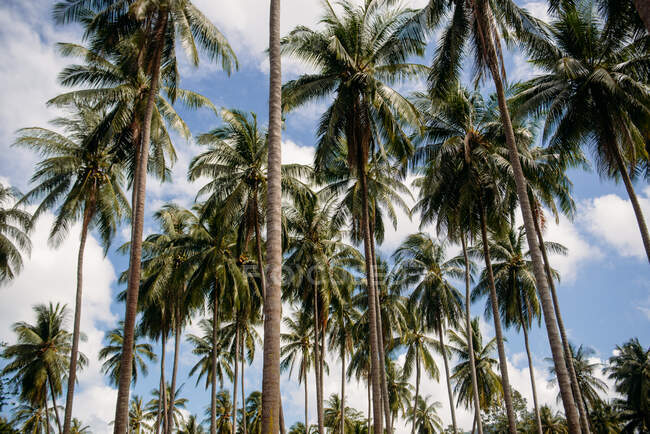 Palme, Koh Samui, Thailandia — Foto stock