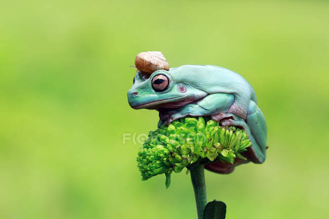 Caracol sentado en una rana de árbol, Indonesia - foto de stock