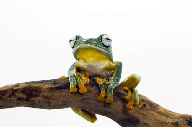 Javan tree frog sitting on a branch, Indonesia — Photo de stock