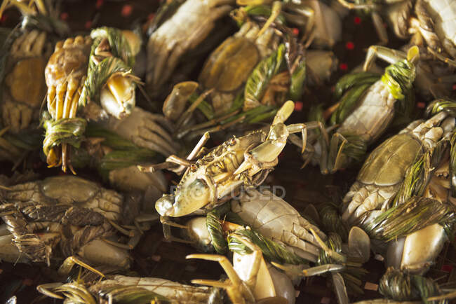 Gros plan sur des crabes dans un étal de marché, Vietnam — Photo de stock
