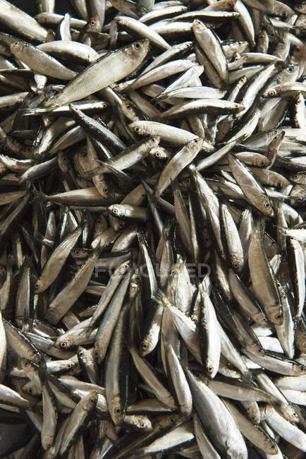 Рибний промисел на ринку В'єтнаму. — стокове фото