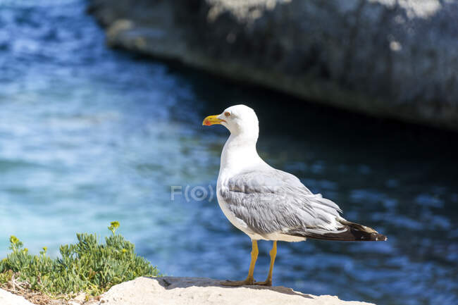 Чайка стоит на скалах у моря, Испания — стоковое фото