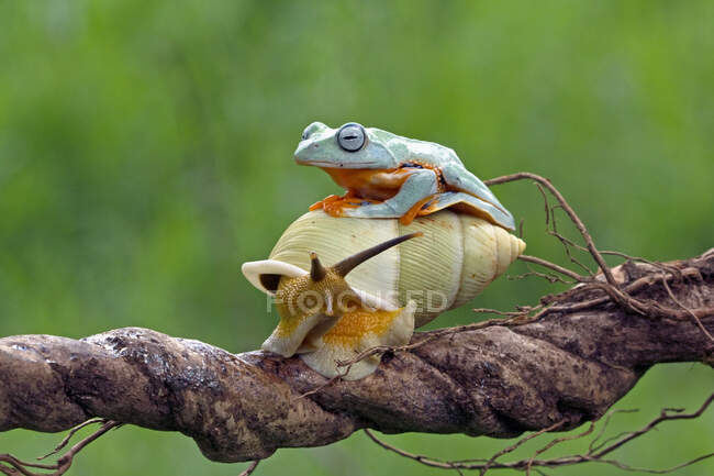 Javan tree frog on top of a snail, Indonesia — Stock Photo