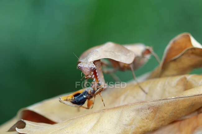 Mantis de hoja muerta camuflaje en hojas secas con presa, Indonesia - foto de stock