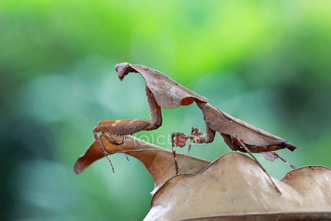 Мертвий листочок богомола камуфляж на сухих листках (Індонезія). — стокове фото