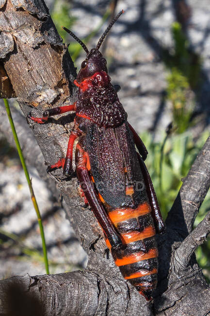 Koppie Foam Grasshopper (Dictyophorus spumans), Table Mountain National Park, Western Cape, Sudáfrica - foto de stock