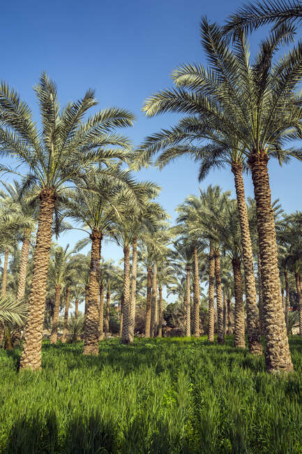 Palmeras en un campo, Dahshur cerca de El Cairo, Egipto - foto de stock