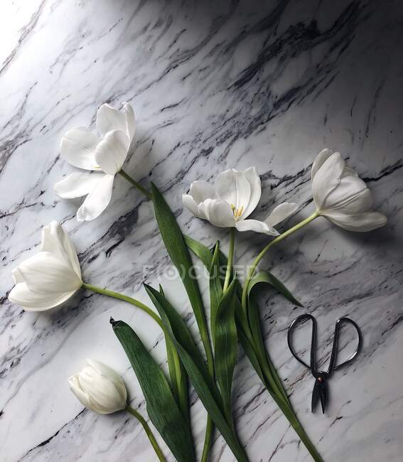Beautiful white tulips on marble surface — Stock Photo
