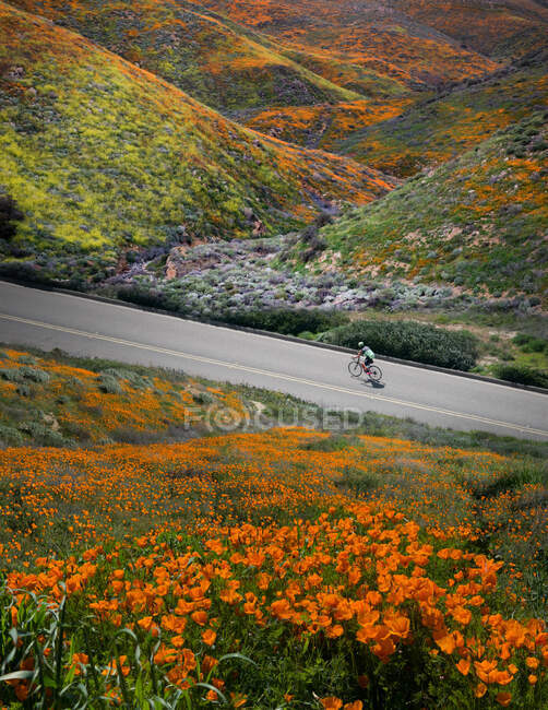 Homme faisant du vélo dans une vallée aux fleurs sauvages, États-Unis — Photo de stock