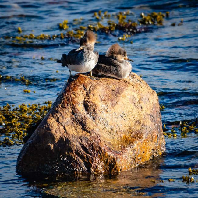 Dos patos merganser encapuchados en una roca, Columbia Británica, Canadá - foto de stock