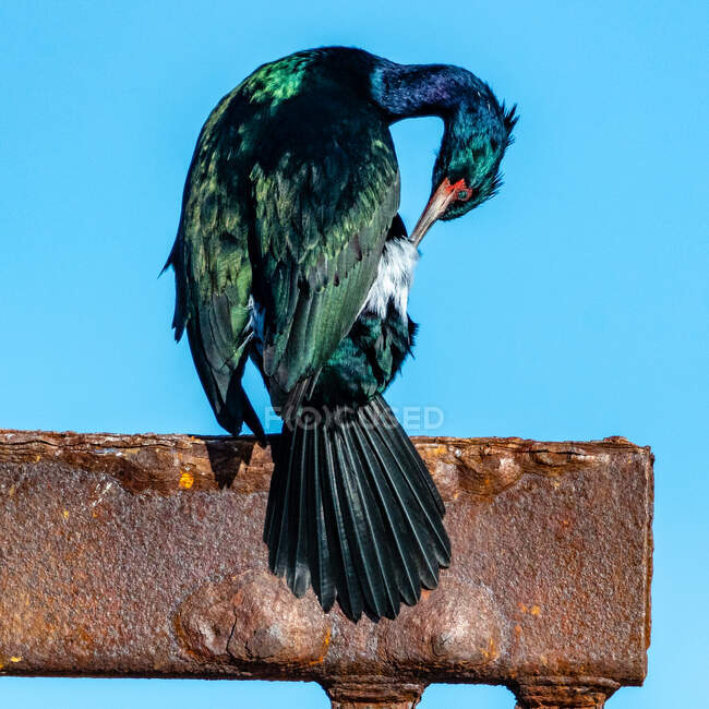Pelágico Cormorant preening suas penas, British Columbia, Canadá — Fotografia de Stock