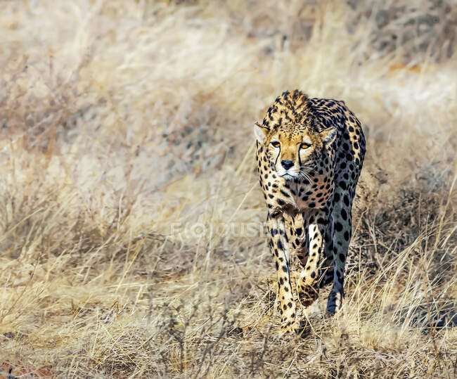 Cheetah stalking its prey, Kenya — Stock Photo