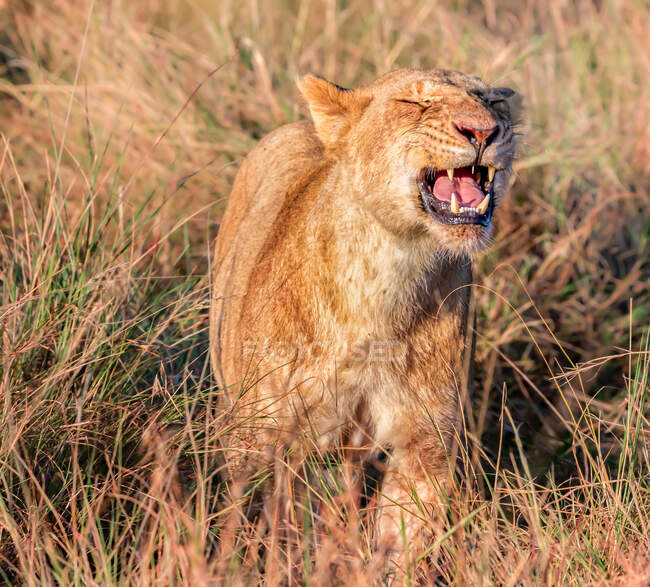 Львица рычит, Масаи Мара, Кения — стоковое фото