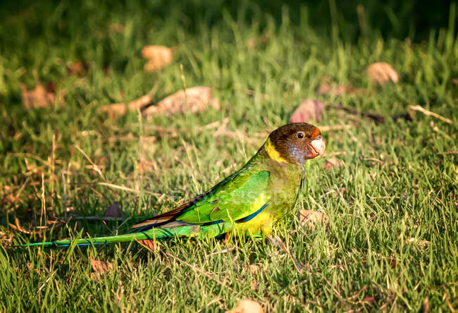 Australian Ringneck parrot standing on grass, Australia — Stock Photo