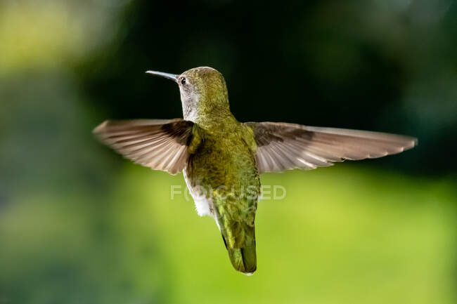 Anna's hummingbird in flight, Vancouver, British Columbia, Canada — Stock Photo