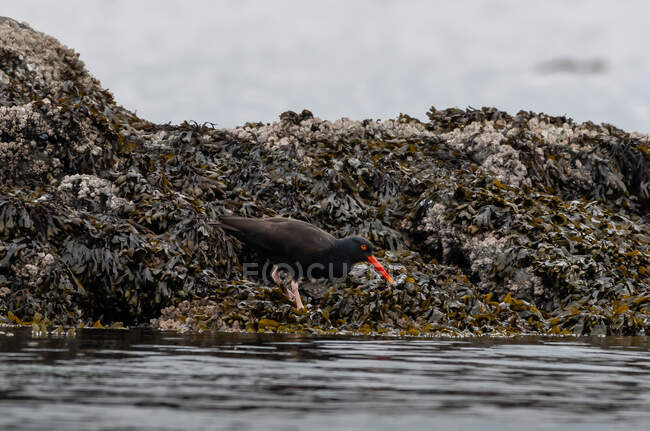 Black Oystercatcher on the rocks, British Columbia, Canadá — Fotografia de Stock