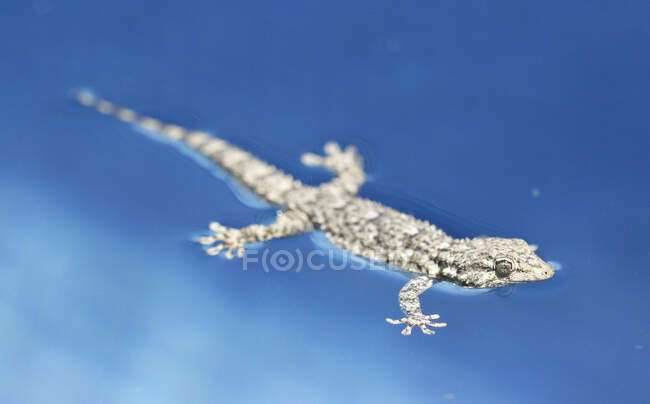 Moorish Gecko (tarentola mauritanica) floating on water in lake, Spain — Stock Photo