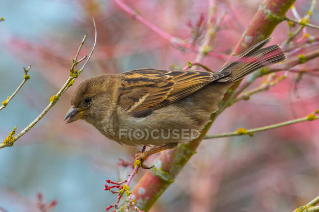 House Sparrow on branch, British Columbia, Canadá — Fotografia de Stock