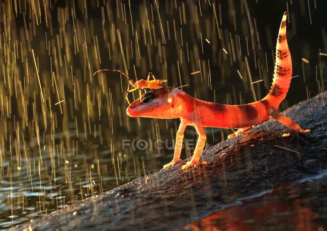 Inseto na cabeça de um gecko na chuva, Indonésia — Fotografia de Stock