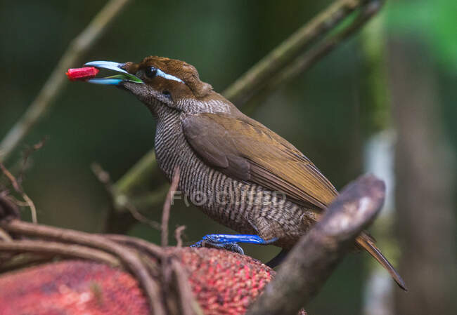 Retrato de una mujer Vogelkop bowerbird, Arfak mountains, West Papua, Indonesia - foto de stock