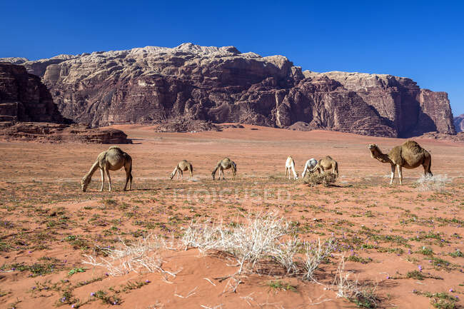 Camelos pastando no deserto, Wadi Rum, Jordânia — Fotografia de Stock