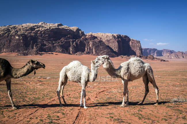 Três camelos no deserto, Wadi Rum, Jordânia — Fotografia de Stock