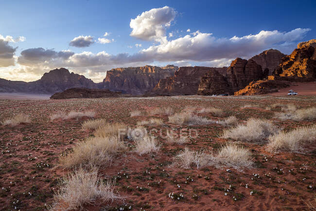 Fleurs printanières poussant dans le désert, Wadi Rum, Jordanie — Photo de stock