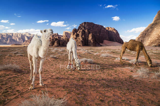 Три верблюди, що пасуться в пустелі, ваді ром, Джордан. — стокове фото