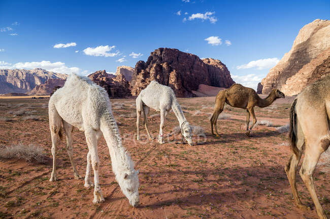 Quatre chameaux broutant dans le désert, Wadi Rum, Jordanie — Photo de stock