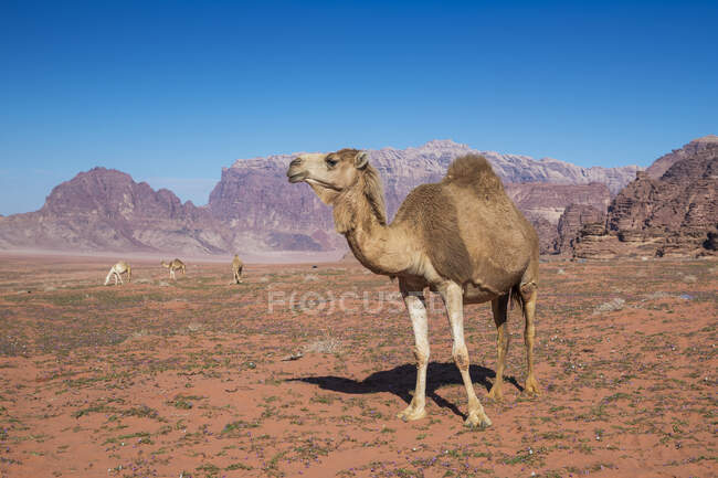 Vier Kamele weiden in der Wüste, Wadi Rum, Jordanien — Stockfoto