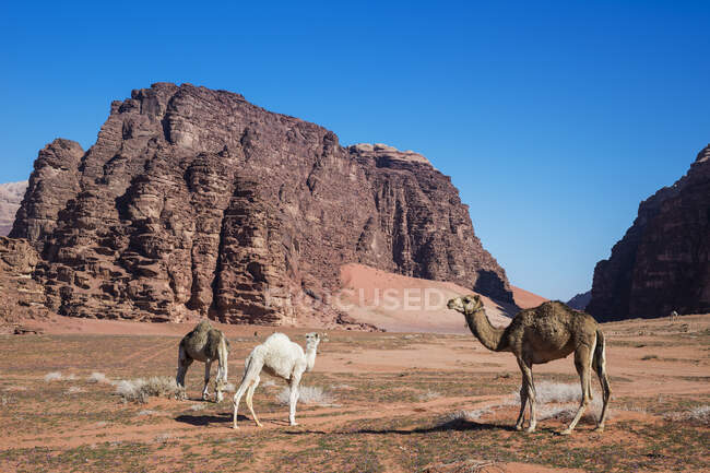 Manada de camelos pastando no deserto, Wadi Rum, Jordânia — Fotografia de Stock