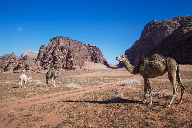 Manada de camellos pastando en el desierto, Wadi Rum, Jordania - foto de stock