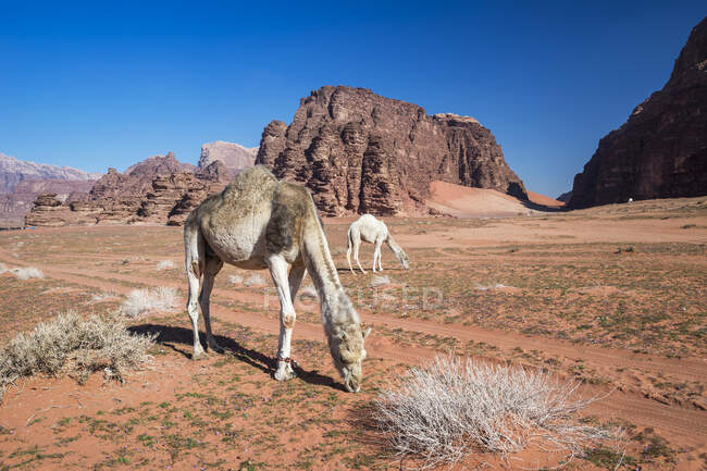 Kamelherde weidet in der Wüste, Wadi Rum, Jordanien — Stockfoto